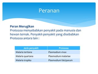 Peran Merugikan
Protozoa menyebabkan penyakit pada manusia dan
hewan ternak. Penyakit-penyakit yang disebabkan
Protozoa antara lain :
Peranan
Jenis penyakit Protozoa
Malaria tertiana Plasmodium vivax
Malaria quartana Plasmodium malariae
Malaria tropika Plasmodium falciparum
 
