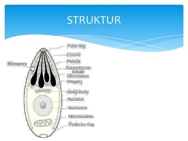Xmia5 sporozoa
