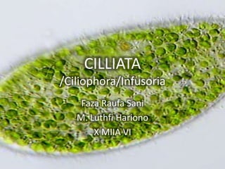 CILLIATA
/Ciliophora/Infusoria
Faza Raufa Sani
M. Luthfi Hariono
X MIIA VI
 