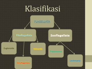 Klasifikasi
Euglenoida
Dinoflagellata
Volvocida
Leishmania
Tripanosoma
 