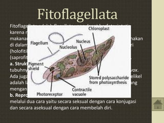 Fitoflagellata
Fitoflagellata adalah flagellata yang dapat berfotosintetis
karena memiliki klorofil. Fitoflagellata mencernakan
makanannya berbagai cara, seperti menelan lalu mencernakan
di dalam tubuhnya (holozoik), membuat makannya sendiri
(holofitik), atau mencerna organisme yang sudah mati
(saprofitik). Habitat fitoflagellata adalah di perairan kotor.
a. Struktur Tubuh - Struktur tubuh fitoflagellata adalah
tubuhnya diselubungi oleh membran selulosa seperti volvox.
Ada juga yang memiliki lapisan pelikel, seperti Euglena. Pelikel
adalah lapisan luar yang terbentuk dari selaput plasma yang
mengandung protein.
b. Reproduksi Fitoflagellata - Fitoflagellata bereproduksi
melalui dua cara yaitu secara seksual dengan cara konjugasi
dan secara aseksual dengan cara membelah diri.
 