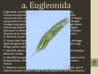 a. Eugleonida
Euglenoida memiliki bentuk tubuh anggota Euglenoida yang
menyerupai gelondong dan diselimuti oleh pelikel. Euglenoida
mempunyai satu atau dua flagela di bagian ujung anterior. Di bagian
ujung anterior terdapat bintik mata yang berwarna merah dengan
mengandung pigmen karoten. Bintik mata tersebut berfungsi dalam
melindungi daerah yang peka cahaya di pangkal flagela. Anggota
kelompok ini dikenal dengan Euglena viridis. Euglena viridis banyak
dijumpai di air tawar dengan ciri-ciri antara lain sebagai berikut..
A. Memiliki ukuran tubuh 35-60 mikron
B. Ujung tubuh yang meruncing dengan satu bulu cambuk, sehingga
dapat bergerak aktif dengan flagela. Gerakan tersebut disebut juga
dengan gerak euglenoid.
C. Memiliki stigma (bintik mata berwarna merah) untuk membedakan
gelap dan terang
D. Memiliki kloroplas yang mengandung klorofil yang digunakan untuk
berfotosintetis. Ada juga Euglena yang tidak berkloroplas, seperti
Astasia.
E. Makanan masuk melalui sitofaring yang menuju ke vakuola, dan di
vakuola tersebut makanan yang berupa organismek kecil akan dicerna.
 