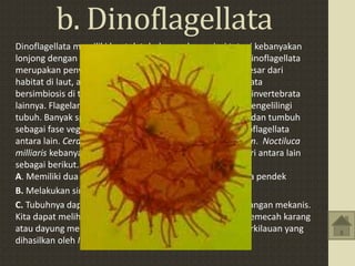 b. Dinoflagellata
Dinoflagellata memiliki bentuk tubuh yang bervariasi tetapi kebanyakan
lonjong dengan warna yang kecokelatan dan kekuningan. Dinoflagellata
merupakan penyusun plankton laut. Walaupun sebagian besar dari
habitat di laut, ada juga yang hidup di air tawar. Dinoflagellata
bersimbiosis di terumbu karang, ubur-ubur, anemopn, dan invertebrata
lainnya. Flagelanya terletak di cekungan transversal yang mengelilingi
tubuh. Banyak spesies dinoflagellata kehilangan flagelanya dan tumbuh
sebagai fase vegetatif yang non-motil. Contoh anggota dinoflagellata
antara lain. Ceratilum, Noctiluca milliaris, dan Gymnodinium. Noctiluca
milliaris kebanyakan hidup diair laut dan mempunyai ciri-ciri antara lain
sebagai berikut..
A. Memiliki dua flagela yaitu satu panjang dan yang satunya pendek
B. Melakukan simbiosis dengan jenis alga tertentu
C. Tubuhnya dapat memancarkan sinar yang terkena rangsangan mekanis.
Kita dapat melihatnya pada waktu malam, ketika ombak memecah karang
atau dayung memukul air laut, akan timbul cahaya yang berkilauan yang
dihasilkan oleh Noctiluca.
 