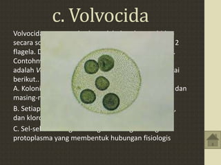 c. Volvocida
Volvocida umumnya berbentuk bulat, dengan hidup
secara soliter atau berkoloni. Volvocida mempunyai 2
flagela. Dinding sel Volvocida tersusun atas selulosa.
Contohnya anggota kelompok ini paling terkenal
adalah Volvox globator, Ciri-ciri volvox adalah sebagai
berikut..
A. Koloninya terdiri ribuan individu yang bersel satu dan
masing-masing memiliki dua flagela
B. Setiap sel memiliki inti, vakuola kontraktil, stigma,
dan kloroplas.
C. Sel-sel dihubungkan dengan benang-benang
protoplasma yang membentuk hubungan fisiologis
 