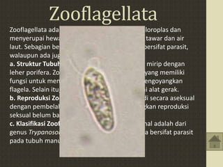 Zooflagellata
Zooflagellata adalah flagellata yang tidak berkoloroplas dan
menyerupai hewan. Zooflagellata habitat di air tawar dan air
laut. Sebagian besari dari zooflagellata adalah bersifat parasit,
walaupun ada juga yang hidup bebas.
a. Struktur Tubuh - Bentuk tubuh Zooflagellata mirip dengan
leher porifera. Zooflagellat mempunya flagella yang memiliki
fungsi untuk menghasilkan aliran air dengan mengoyangkan
flagela. Selain itu, flagela juga berfungsi sebagai alat gerak.
b. Reproduksi Zooflagellata - Reproduksi terjadi secara aseksual
dengan pembelahan biner longitudinal, sedangkan reproduksi
seksual belum banyak diketahui.
c. Klasifikasi Zooflagellata - Contoh yang terkenal adalah dari
genus Trypanosoma danLeishamania. Keduanya bersifat parasit
pada tubuh manusia atau hewan.
 