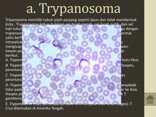 a. Trypanosoma
Tripanosoma memiliki tubuh pipih panjang seperti daun dan tidak membentuk
kista.. Trypanosoma hidup di dalam sel darah merah, sel darah putih, dan sel
hati tubuh vertebrata inagnya. Infeksi karena Trypanosoma disebut juga dengan
trypanosomiasis. Dalam siklus hidupnya, Trypanosoma memiliki dua bentuk
yaitu berflagela pada fase ekstraseluler dan tidak berflagela pada fase
intraseluler. Sebagian dari siklus hidupnya melekat di sel lambung atau
mengisap darah manusia. Hospes per-antara Trypanosoma adalah hewan-
hewan pengisap darah. Contoh jenis-jenis Trypanosoma adalah sebagai
berikut..
A. Trypanosoma lewisi, hidup pada tikus, hospes perantaranya adalah kutu tikus
B. Trypanosoma evansi, penyebab penyakit sura (malas) pada ternak, hospes,
perantaranya adalah lalat tabanus.
C. Trapanosoma brucei, penyebab penyakit nagano pada ternak, hospes
perantaranya adalah lalat tse-tse
D. Trypanosoma gambiense dan Trypanosoma rhodensiense. Hewan penyebab
tidur pada manusia ini mulanya terdapat di Afrika, kemudian menyebar ke Asia.
Hospes perantaranya adalah lalat tse-tse, yaitu Glossina palpalis untuk T.
gambiense dan Glossina mursitans untuk T. rhodesiense.
E. Trypanosoma cruzi, penyebab penyakit anemia pada anak-anak (cagas); T.
Cruz ditemukan di Amerika Tengah.
 