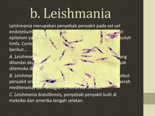 b. Leishmania
Leishmania merupakan penyebab penyakit pada sel-sel
endotelium pembuluh darah. Endotelium merupakan sel
epitelum yang melapisi jantung, pembuluh darah, pembuluh
limfa. Contoh jenis-jenis Leishmania adalah sebagai
berikut...
A. Leishmania donovani, penyebab penyakit kala azar yang
ditandai dengan demam dan juga anemia. Jenis ini banyak
ditemuka di mesir, disekitar laut tengah, dan India.
B. Leishmania tropica, penyebab penyakit kulit yang disebut
penyakit oriental. Jenis ini banyak ditemukan di Asia (daerah
mediterania) dan sebagian di Amerika Selatan
C. Leishmania brasilliensis, penyebab penyakit kulit di
meksiko dan amerika tengah selatan.
 