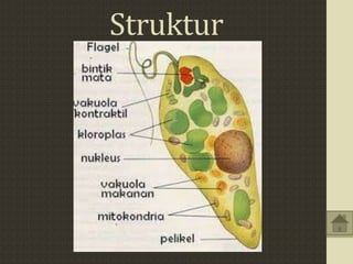 Struktur
 