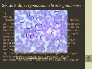 Siklus Hidup Trypanosoma brucei gambiense
.
 