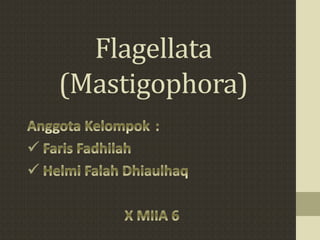 Flagellata
(Mastigophora)
 
