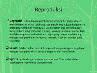 Reproduksi
 Vegetatif : yaitu dengan pembelahan sel yang bergerak, jika sel
memiliki panser, maka selubung akan pecah. Dapat juga dengan cara
protoplas membelah membujur, lalu keluarlah dua sel yang dapat
mengembara yang kemudian masing – masing membuat panser lagi.
Setelah mengalami waktu istirahat zigot yang mempunyai dinding
mengadakan pembelahan reduksi, mengeluarkan sel kembar yang
telanjang.
 Sexual : dalam sel terbentuk 4 isogamet yang masing-masing dapat
mengadakan perkawinan dengan isogamet dari individu lain.
 Sporik : yaitu dengan zoospora (contohnya Gloeonidium) dan
aplanospora (contohnya Glenodinium).
 