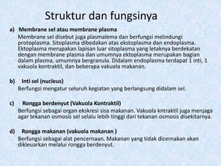 Struktur dan fungsinya
a) Membrane sel atau membrane plasma
Membrane sel disebut juga plasmalema dan berfungsi melindungi
protoplasma. Sitoplasma dibedakan atas ekstoplasma dan endoplasma.
Ektoplasma merupakan lapisan luar sitoplasma yang letaknya berdekatan
dengan membrane plasma dan umumnya ektoplasma merupakan bagian
dalam plasma, umumnya bergranula. Didalam endoplasma terdapat 1 inti, 1
vakuola kontraktil, dan beberapa vakuola makanan.
b) Inti sel (nucleus)
Berfungsi mengatur seluruh kegiatan yang berlangsung didalam sel.
c) Rongga berdenyut (Vakuola Kontraktil)
Berfungsi sebagai organ ekskresi sisa makanan. Vakuola kntraktil juga menjaga
agar tekanan osmosis sel selalu lebih tinggi dari tekanan osmosis disekitarnya.
d) Rongga makanan (vakuola makanan )
Berfungsi sebagai alat pencernaan. Makanan yang tidak dicernakan akan
dikleuarkan melalui rongga berdenyut.
 