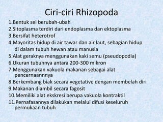 Ciri-ciri Rhizopoda
1.Bentuk sel berubah-ubah
2.Sitoplasma terdiri dari endoplasma dan ektoplasma
3.Bersifat heterotrof
4.Mayoritas hidup di air tawar dan air laut, sebagian hidup
di dalam tubuh hewan atau manusia
5.Alat geraknya menggunakan kaki semu (pseudopodia)
6.Ukuran tubuhnya antara 200-300 mikron
7.Menggunakan vakuola makanan sebagai alat
pencernaannnya
8.Berkembang biak secara vegetative dengan membelah diri
9.Makanan diambil secara fagosit
10.Memiliki alat ekskresi berupa vakuola kontraktil
11.Pernafasannya dilakukan melalui difusi keseluruh
permukaan tubuh
 