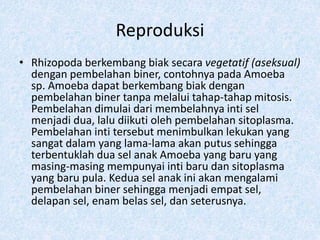 Reproduksi
• Rhizopoda berkembang biak secara vegetatif (aseksual)
dengan pembelahan biner, contohnya pada Amoeba
sp. Amoeba dapat berkembang biak dengan
pembelahan biner tanpa melalui tahap-tahap mitosis.
Pembelahan dimulai dari membelahnya inti sel
menjadi dua, lalu diikuti oleh pembelahan sitoplasma.
Pembelahan inti tersebut menimbulkan lekukan yang
sangat dalam yang lama-lama akan putus sehingga
terbentuklah dua sel anak Amoeba yang baru yang
masing-masing mempunyai inti baru dan sitoplasma
yang baru pula. Kedua sel anak ini akan mengalami
pembelahan biner sehingga menjadi empat sel,
delapan sel, enam belas sel, dan seterusnya.
 