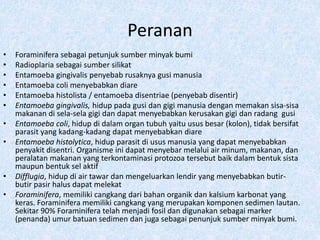 Peranan
• Foraminifera sebagai petunjuk sumber minyak bumi
• Radioplaria sebagai sumber silikat
• Entamoeba gingivalis penyebab rusaknya gusi manusia
• Entamoeba coli menyebabkan diare
• Entamoeba histolista / entamoeba disentriae (penyebab disentir)
• Entamoeba gingivalis, hidup pada gusi dan gigi manusia dengan memakan sisa-sisa
makanan di sela-sela gigi dan dapat menyebabkan kerusakan gigi dan radang gusi
• Entamoeba coli, hidup di dalam organ tubuh yaitu usus besar (kolon), tidak bersifat
parasit yang kadang-kadang dapat menyebabkan diare
• Entamoeba histolytica, hidup parasit di usus manusia yang dapat menyebabkan
penyakit disentri. Organisme ini dapat menyebar melalui air minum, makanan, dan
peralatan makanan yang terkontaminasi protozoa tersebut baik dalam bentuk sista
maupun bentuk sel aktif
• Difflugia, hidup di air tawar dan mengeluarkan lendir yang menyebabkan butir-
butir pasir halus dapat melekat
• Foraminifera, memiliki cangkang dari bahan organik dan kalsium karbonat yang
keras. Foraminifera memiliki cangkang yang merupakan komponen sedimen lautan.
Sekitar 90% Foraminifera telah menjadi fosil dan digunakan sebagai marker
(penanda) umur batuan sedimen dan juga sebagai penunjuk sumber minyak bumi.
 