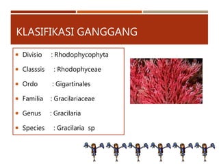 KLASIFIKASI GANGGANG
 Divisio : Rhodophycophyta
 Classsis : Rhodophyceae
 Ordo : Gigartinales
 Familia : Gracilariaceae
 Genus : Gracilaria
 Species : Gracilaria sp
 