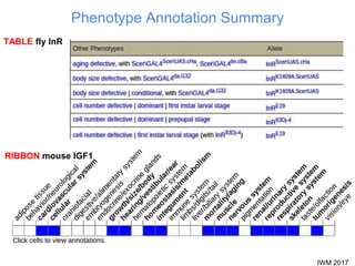 IWM 2017
Phenotype Annotation Summary
RIBBON mouse IGF1
TABLE fly InR
 