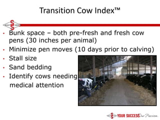 Transition Cow Index.pdf Dairy Reproduction: Identifying Problems and Solutions for Your Herd | PPTX