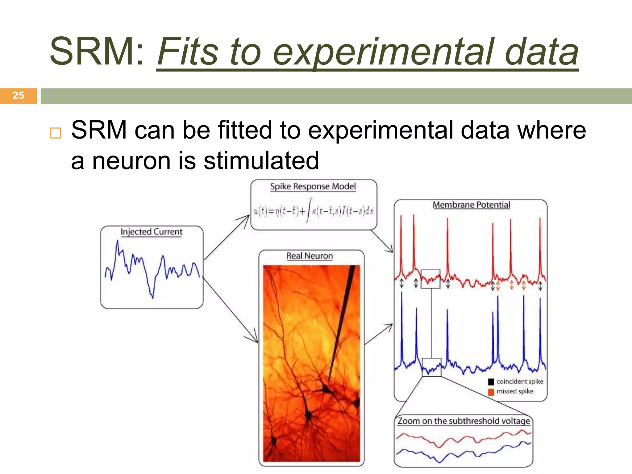 SRM: Fits to experimental data
25


        SRM can be fitted to experimental data where
         a neuron is stimulated
 