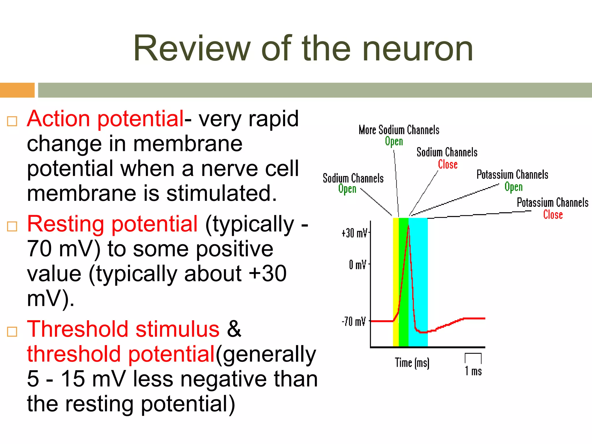 Review of the neuron
   Action potential- very rapid
    change in membrane
    potential when a nerve cell
    membrane is stimulated.
   Resting potential (typically -
    70 mV) to some positive
    value (typically about +30
    mV).
   Threshold stimulus &
    threshold potential(generally
    5 - 15 mV less negative than
    the resting potential)
 