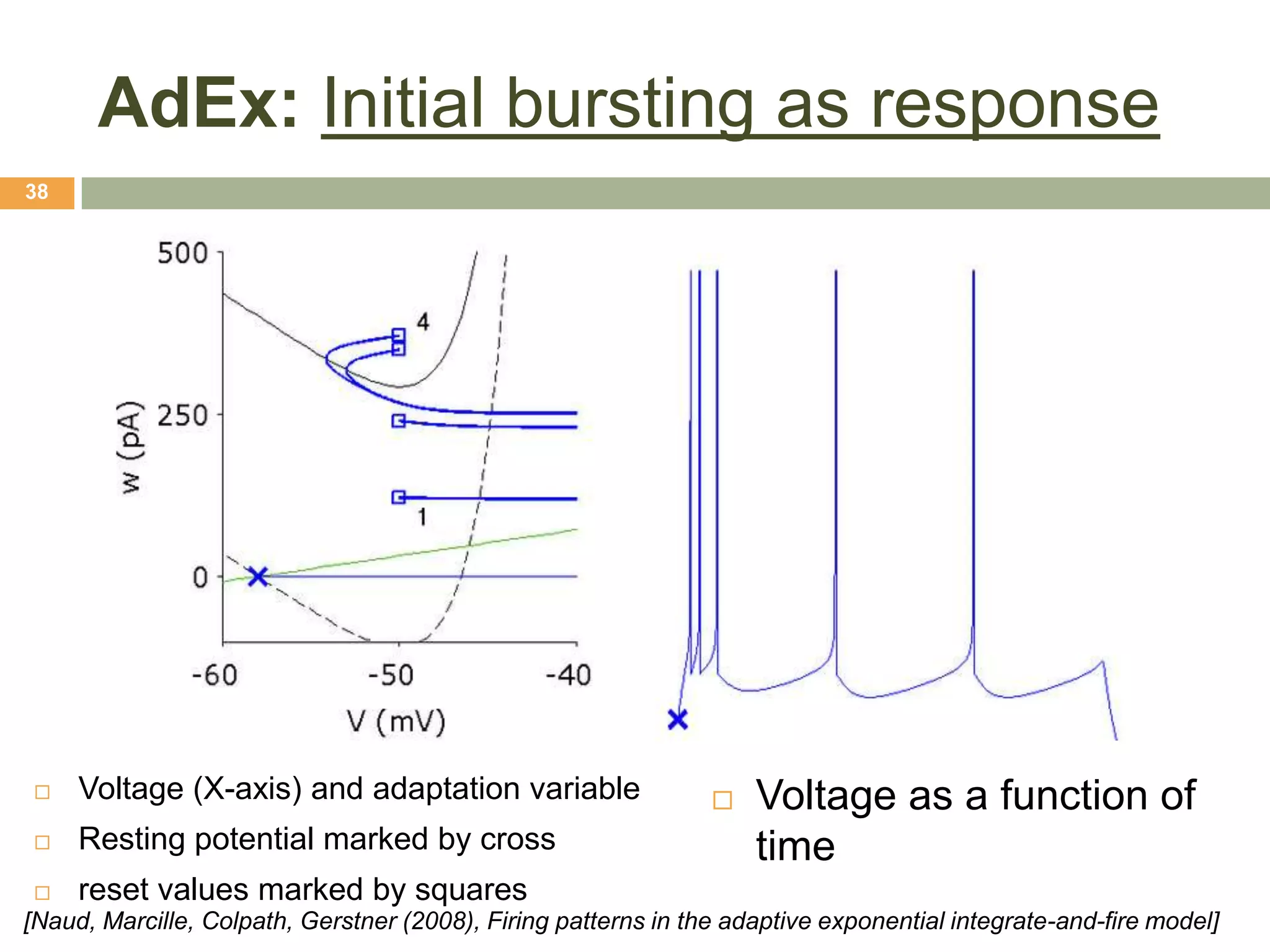 AdEx: Initial bursting as response
38




    Voltage (X-axis) and adaptation variable                      Voltage as a function of
    Resting potential marked by cross                              time
    reset values marked by squares
[Naud, Marcille, Colpath, Gerstner (2008), Firing patterns in the adaptive exponential integrate-and-fire model]
 