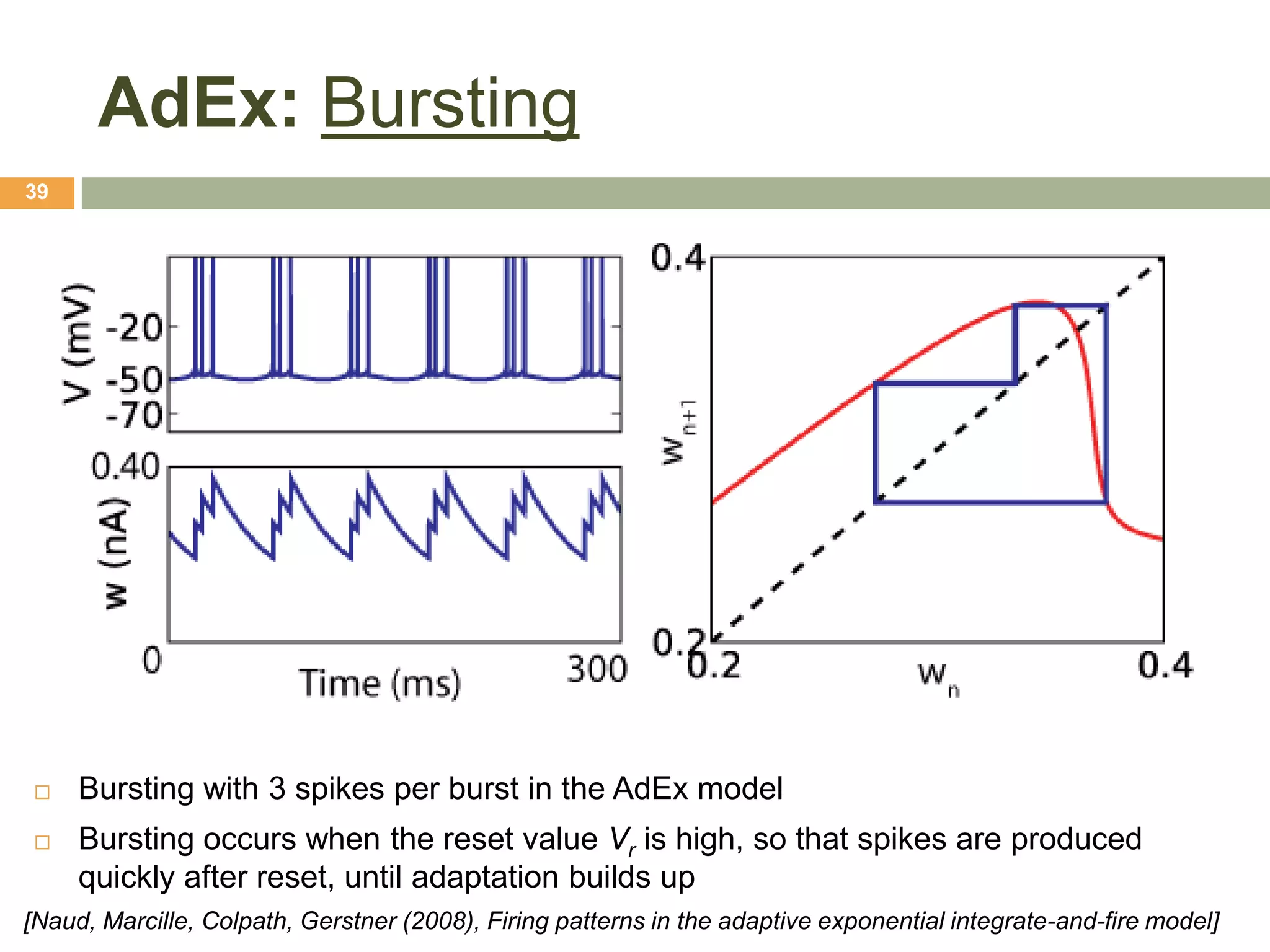 AdEx: Bursting
39




    Bursting with 3 spikes per burst in the AdEx model
    Bursting occurs when the reset value Vr is high, so that spikes are produced
     quickly after reset, until adaptation builds up
[Naud, Marcille, Colpath, Gerstner (2008), Firing patterns in the adaptive exponential integrate-and-fire model]
 