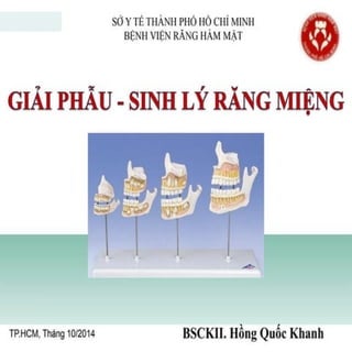 xương ổ răng.pdf