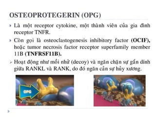 xương ổ răng.pdf