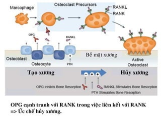 xương ổ răng.pdf