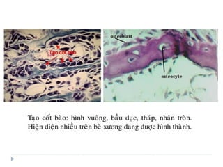 xương ổ răng.pdf