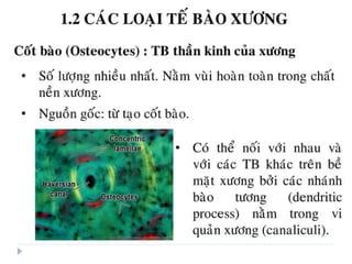 xương ổ răng.pdf