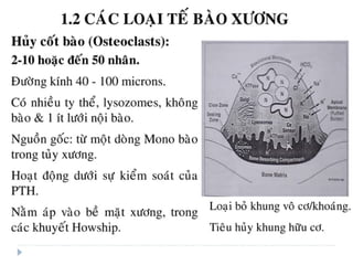 xương ổ răng.pdf