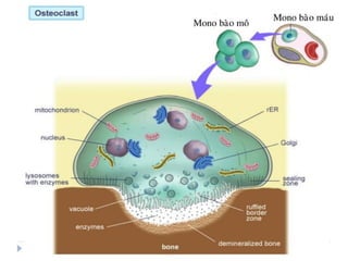 xương ổ răng.pdf