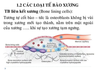xương ổ răng.pdf