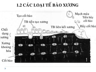 xương ổ răng.pdf