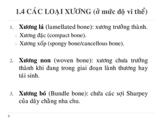 xương ổ răng.pdf