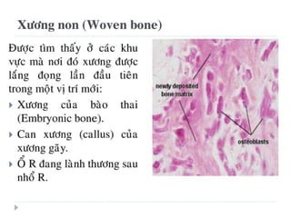 xương ổ răng.pdf