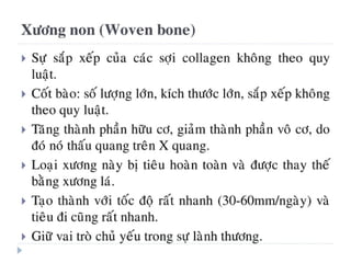 xương ổ răng.pdf