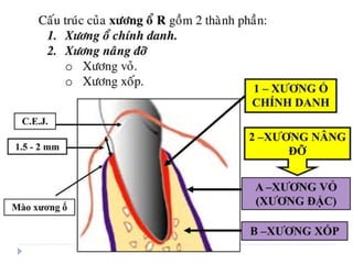 xương ổ răng.pdf