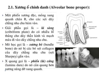 xương ổ răng.pdf