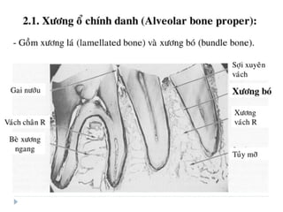 xương ổ răng.pdf