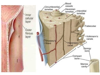 xương ổ răng.pdf