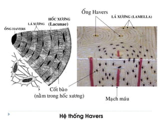 xương ổ răng.pdf