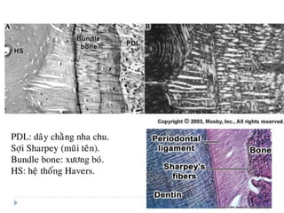 xương ổ răng.pdf