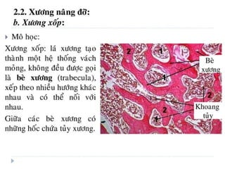 xương ổ răng.pdf