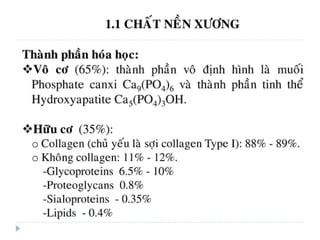 xương ổ răng.pdf