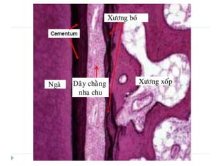 xương ổ răng.pdf