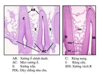 xương ổ răng.pdf