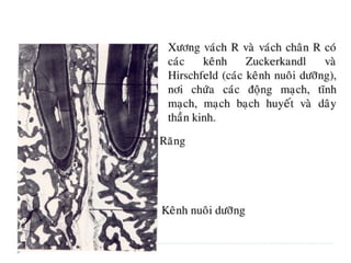 xương ổ răng.pdf