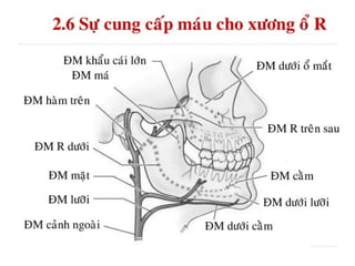 xương ổ răng.pdf